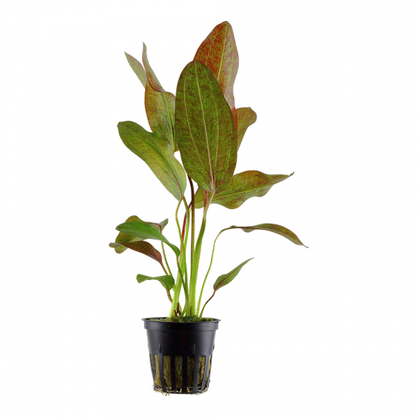 Echinodorus 'Ozelot / Ozelot red' - Rote Ozelot-Schwertpflanze